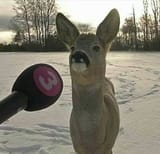Deer interview