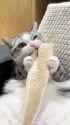 ssstwitter.com_1752507352968 (1)_thumb.jpg