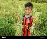 viet-nam-asia-children-on-rice-field-vietnamese-kid-hold-paddy-on-G10BR9