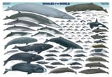 Whales
