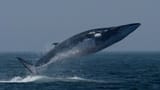 fin_whales