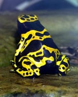 poison_dart_frog2[1]