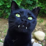 ht_vampire_cat_em_161101