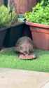 This guy has just moved into my parents garden [anvu07u98qbf1]_thumb.jpg