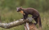 Pine_Marten_(48173751702)