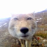 fox sus