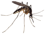 MosquitoIllustration-300x223