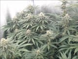 growcam