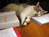 Studious-cat