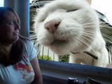 sniffs
