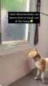 cat sneaks outside_thumb.jpg