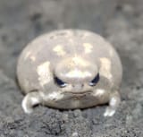 frog_mad