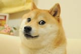 doge-1200x800