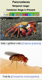 Screenshot 2025-07-15 at 21-46-29 Pancrustacea - Wikipedia