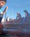 chinksect bludgeons penguin_thumb.jpg