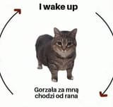 1723561441445074