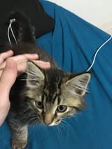kitty_