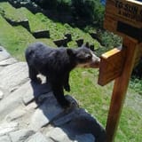 oso-andino-en-machupicchu
