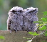 Baby Birds