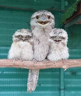 tawny