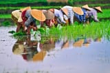 riceplanting_IS