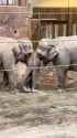 newborn elephant_thumb.jpg