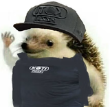kotipizzaviiskauttaviis