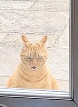 he-got-impatient-waiting-to-be-let-inside-v0-2s0infk90t1f1