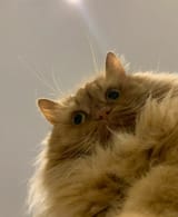 1728228211529725