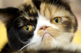 Grumpy cat 2