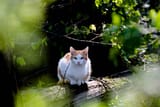 cat-forest-kitten-nature-preview