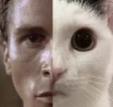 bateman cat