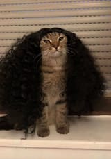 gato cucurella