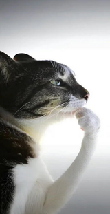 tinkercat