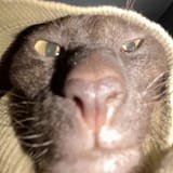 GwAEHM2WQAE4gRg