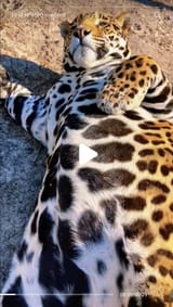 tjukk jaguar