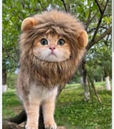 Lion_Kot