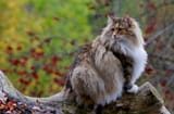 norwegian-forest-cat_3-3242098443