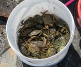 1024px-Shore_crabs_in_a_bucket