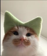kot