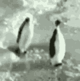 penguin
