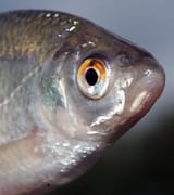 mört