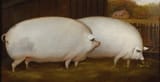 pigsoatsoriginal