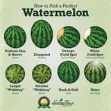 Watermelon-HTP-01-copy
