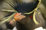 Screenshot 2025-07-17 at 21-14-04 Falkland Islands Penguins 88 - Western rockhopper penguin - Wikipedia