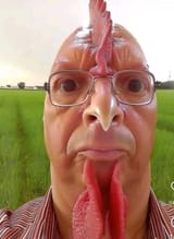 hello fellow chickens