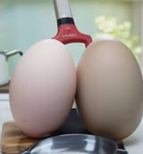 eggs