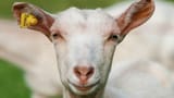 goat