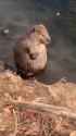 cleaning beaver_thumb.jpg