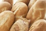 pain de chat